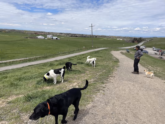 Snowfill Recreation Area Off-Leash Dog Park